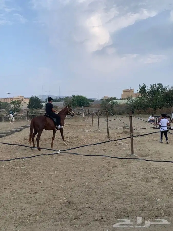 تدريب على ركوب الخيل. 13