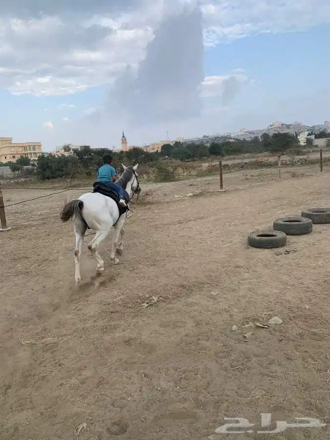 تدريب على ركوب الخيل. 15