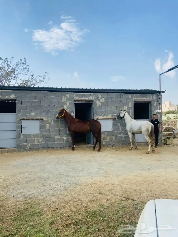 تدريب على ركوب الخيل. 7