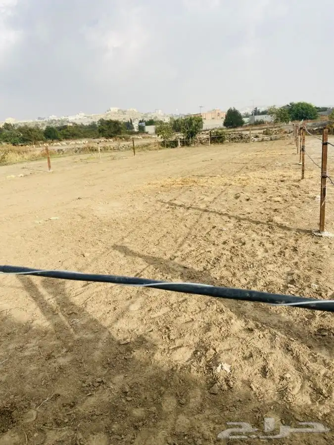 تدريب على ركوب الخيل. 1