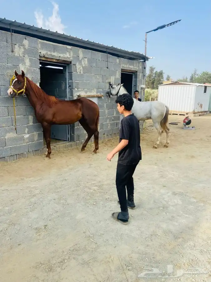 تدريب على ركوب الخيل. 6