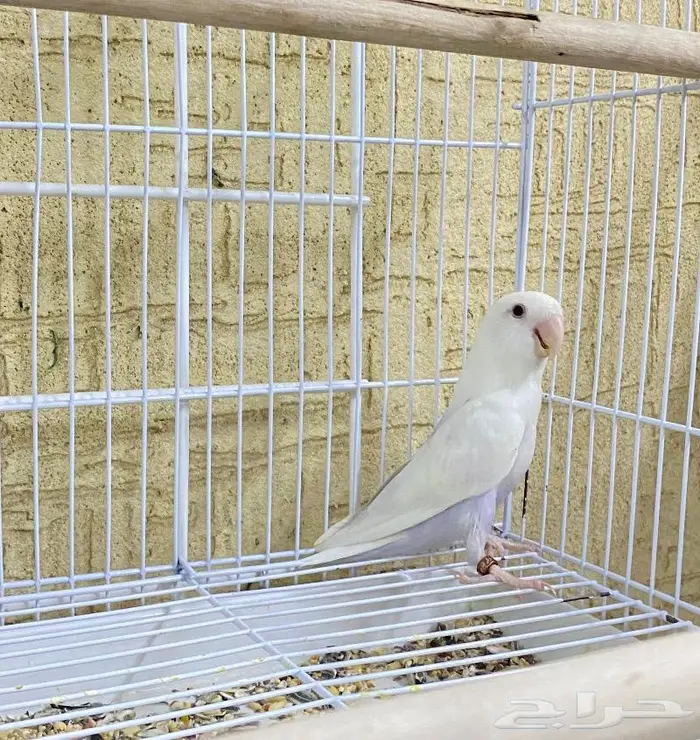 انثى روز البينو وبال فالو ( تم البيع ) 3