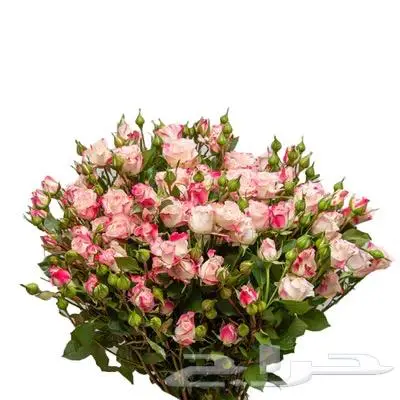 ورد طبيعي 13
