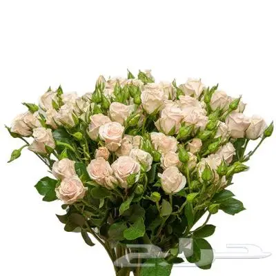 ورد طبيعي 11