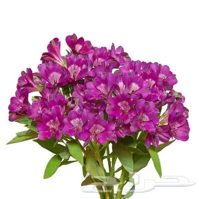 ورد طبيعي 4