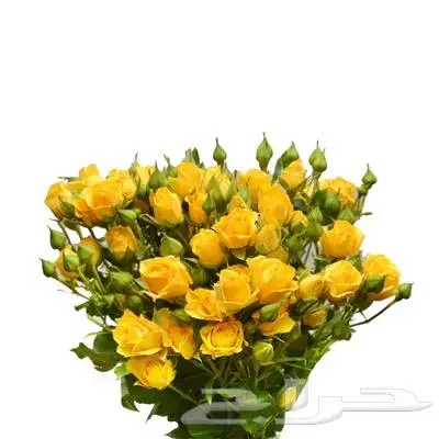 ورد طبيعي 7
