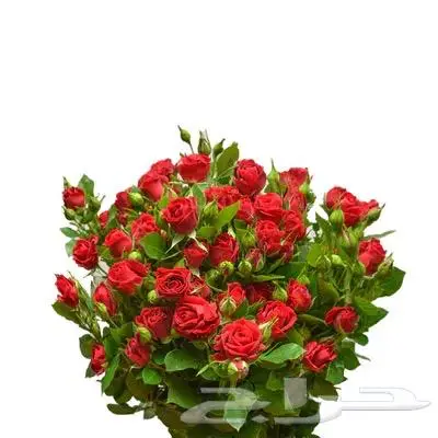 ورد طبيعي 12