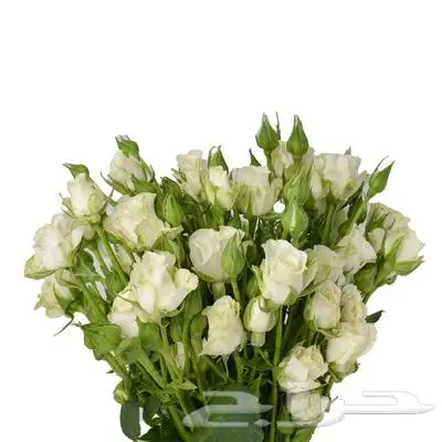 ورد طبيعي 9