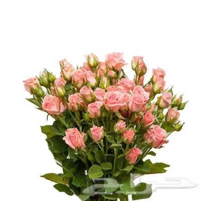 ورد طبيعي 14