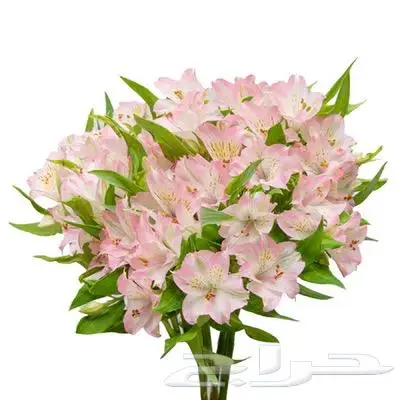 ورد طبيعي 3