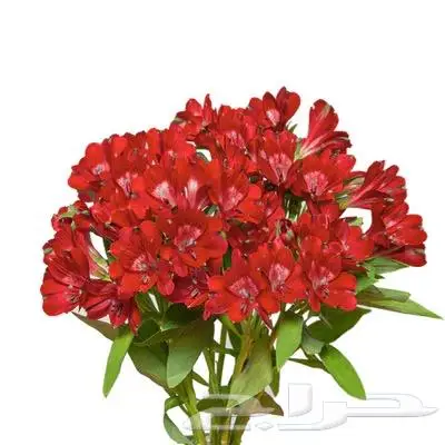 ورد طبيعي 6