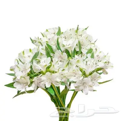ورد طبيعي 1