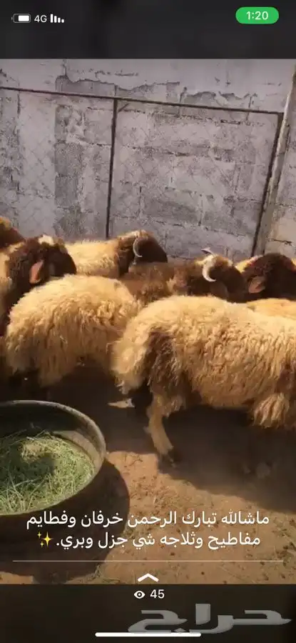 ذبايح بريه عرعر 1