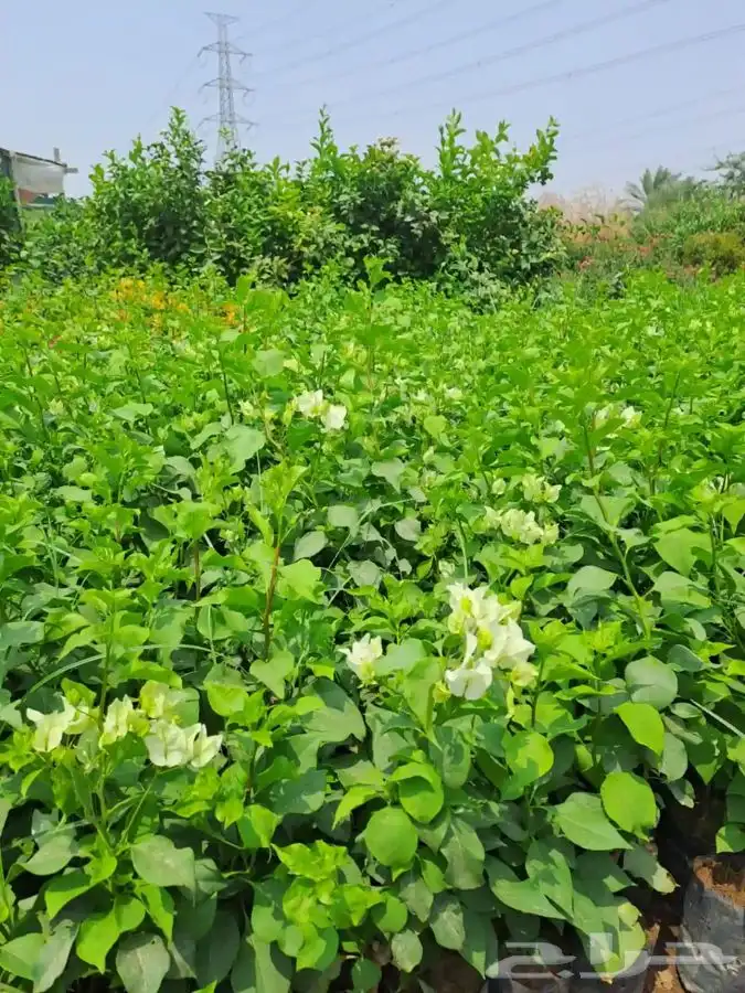 شتلات زراعية للمشاريع بأسعار منافسة 7