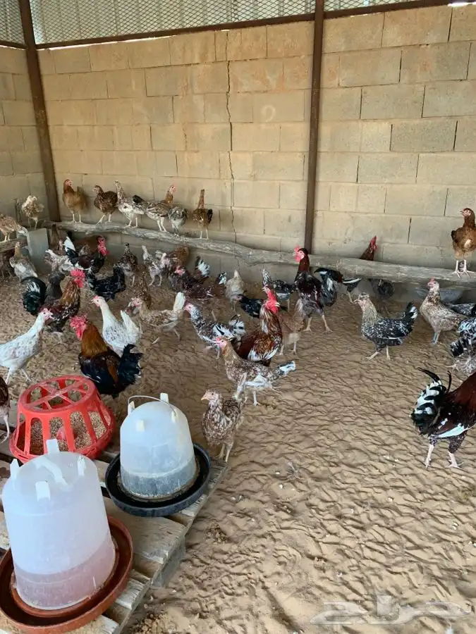 طبق بيض دجاج بلدي ماكنتوش و بوران 0