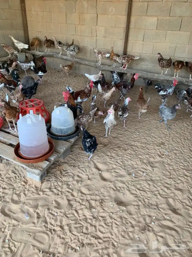 طبق بيض دجاج بلدي ماكنتوش و بوران 2