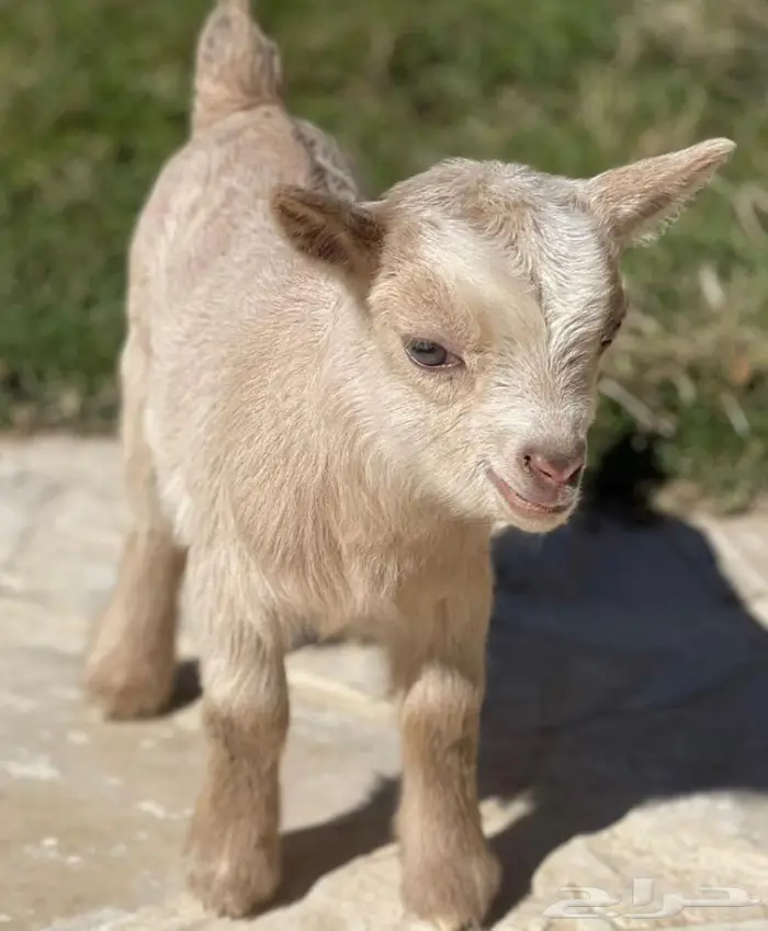 صغار الماعز القزم ماعز قزم بديل القطط صديق الطفل 6