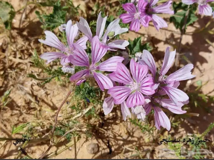 بذور النفل البري الجميل بالكيلو 0