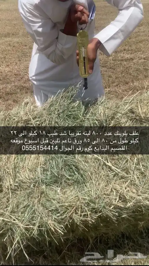 علف بلوبنك 1