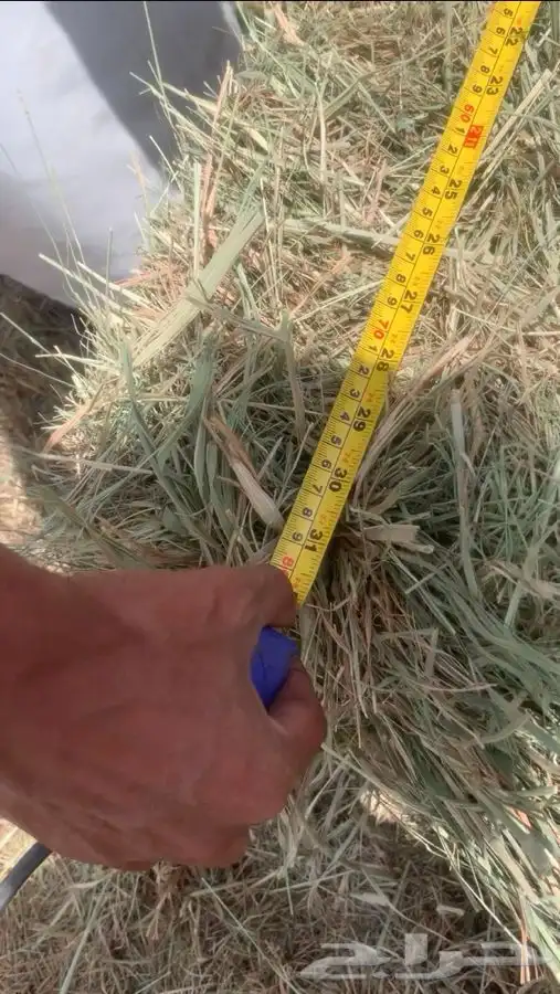 علف بلوبنك 2