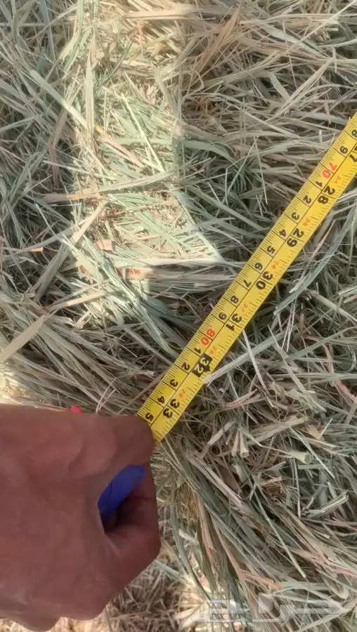 علف بلوبنك 0