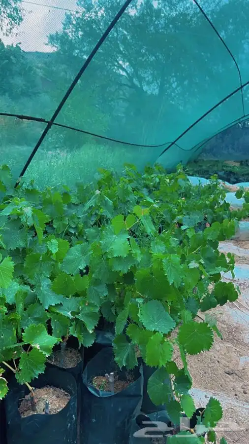 عنب فاخر وحبة كبيره 2