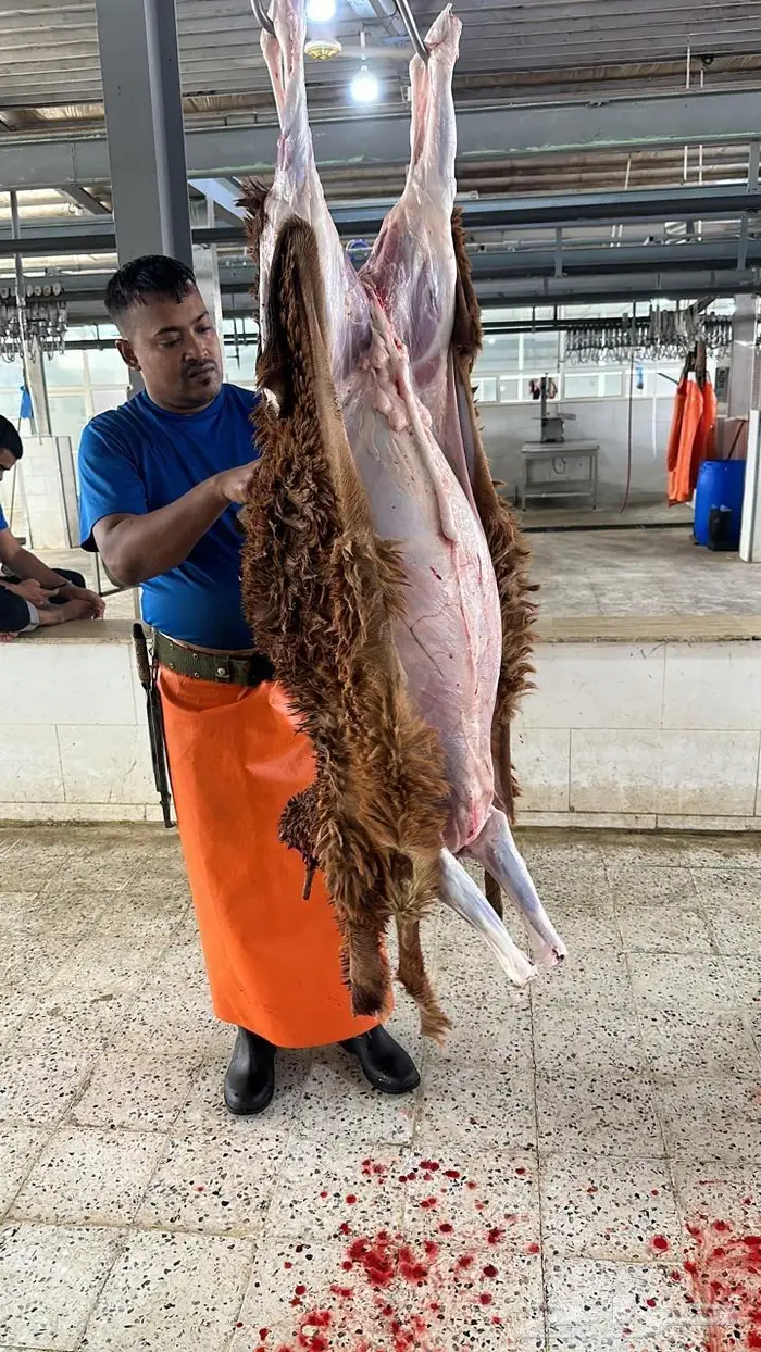 ذبايح سواكني نظيره وتربايه 2