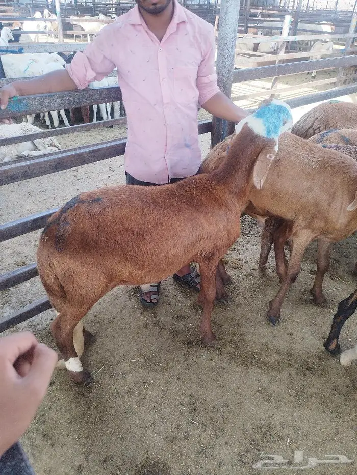 ذبايح سواكني نظيره وتربايه 0