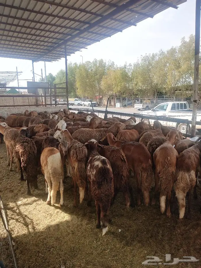 ذبايح سواكني نظيره وتربايه 1