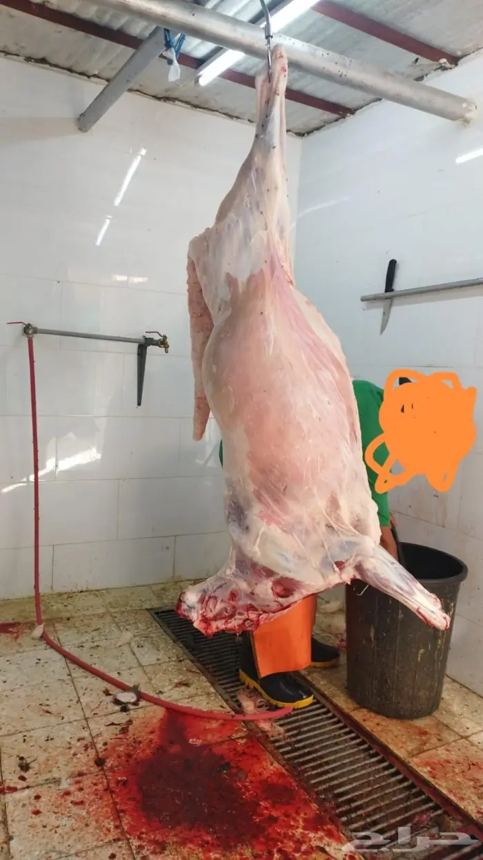 ذبايح سواكني نظيره وتربايه 3