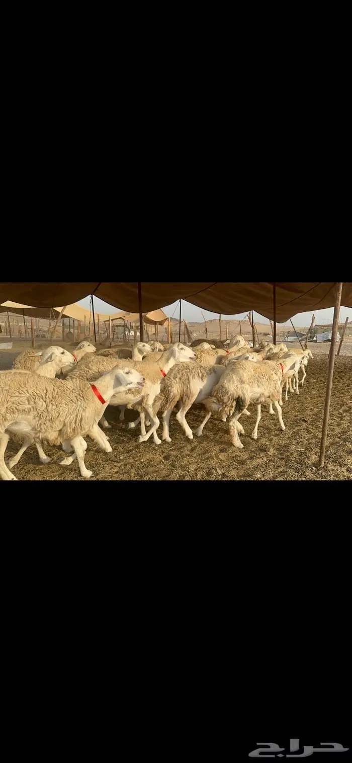 غنم حرية صنف حررش قطعه وحده 38 0