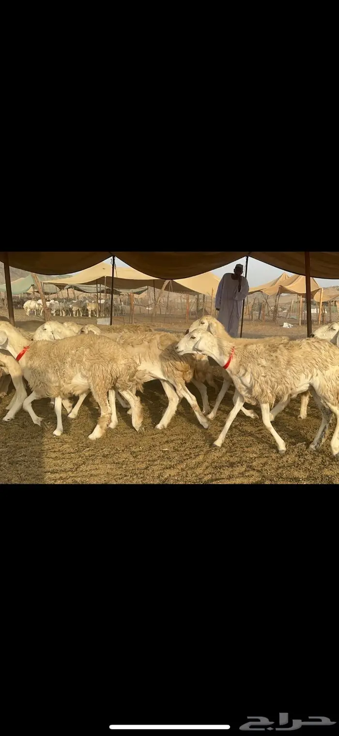 غنم حرية صنف حررش قطعه وحده 38 2