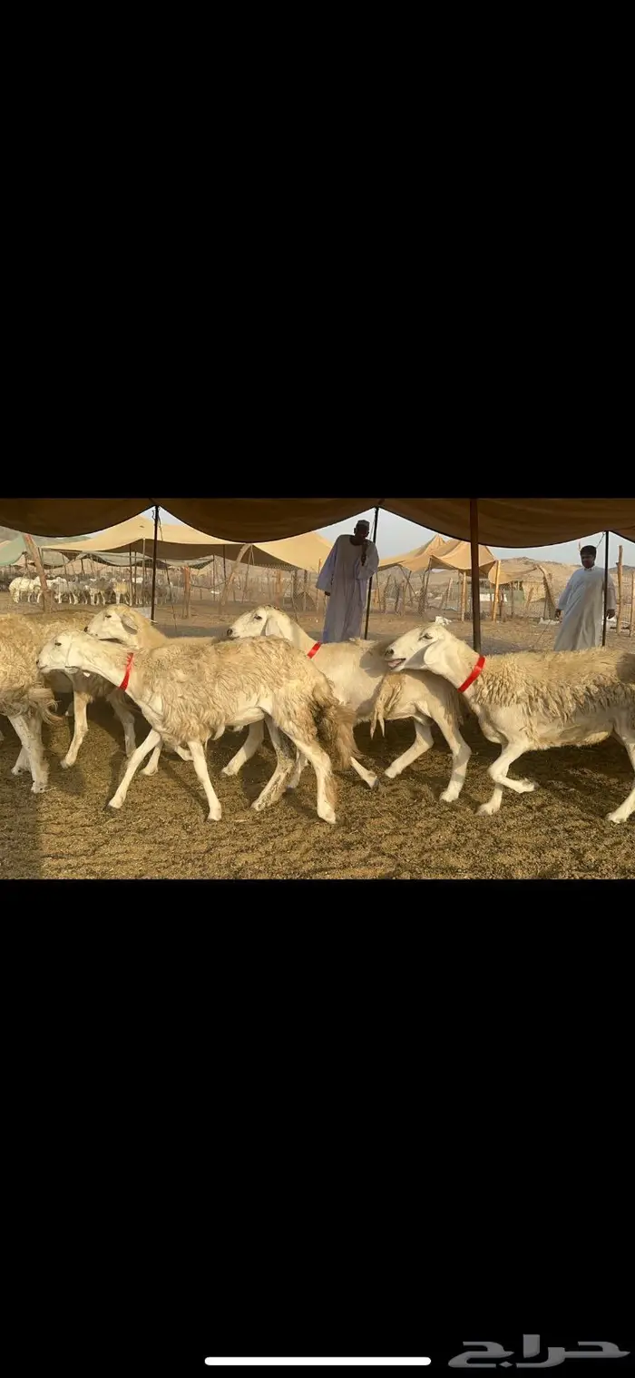 غنم حرية صنف حررش قطعه وحده 38 1