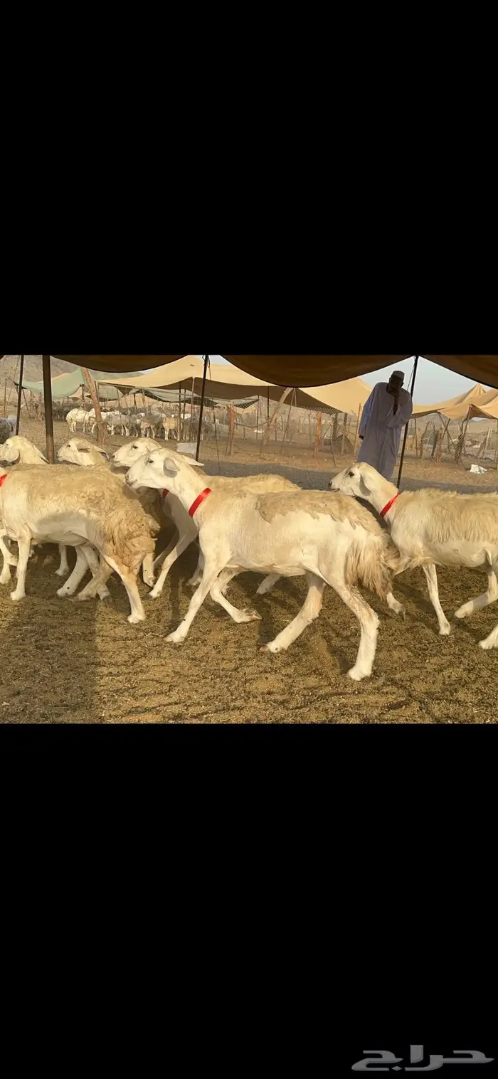 غنم حرية صنف حررش قطعه وحده 38 3