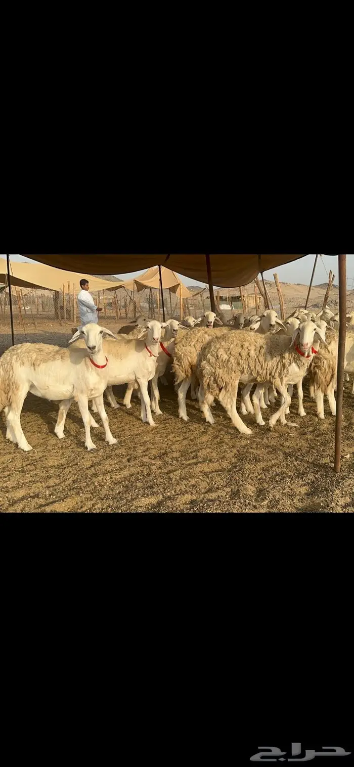 غنم حرية صنف حررش قطعه وحده 38 4