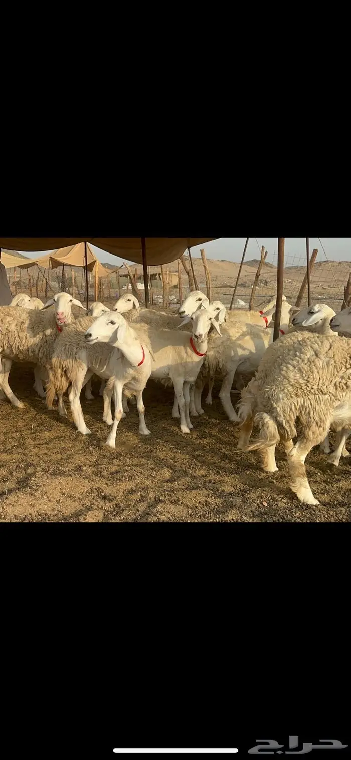 غنم حرية صنف حررش قطعه وحده 38 5