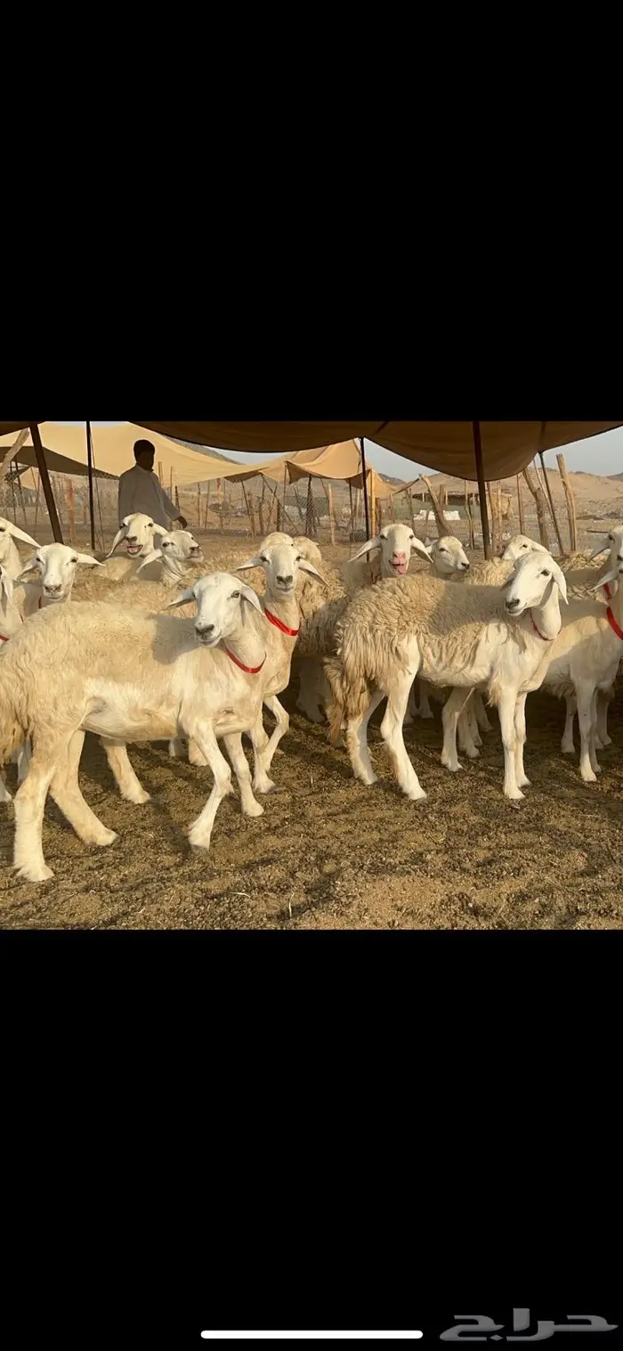 غنم حرية صنف حررش قطعه وحده 38 6