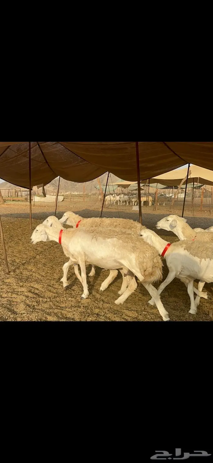 غنم حرية صنف حررش قطعه وحده 38 7