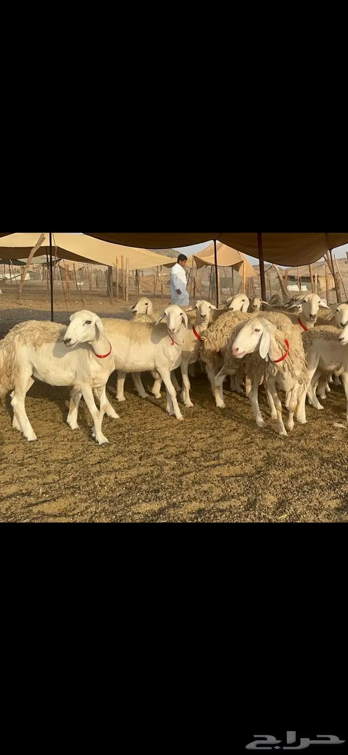 غنم حرية صنف حررش قطعه وحده 38 8