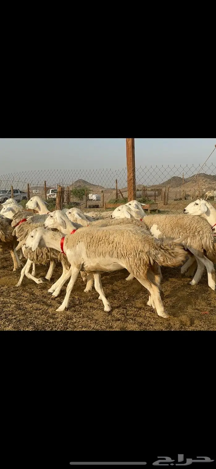 غنم حرية صنف حررش قطعه وحده 38 9