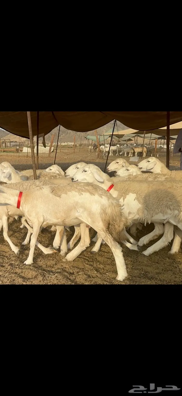 غنم حرية صنف حررش قطعه وحده 38 10