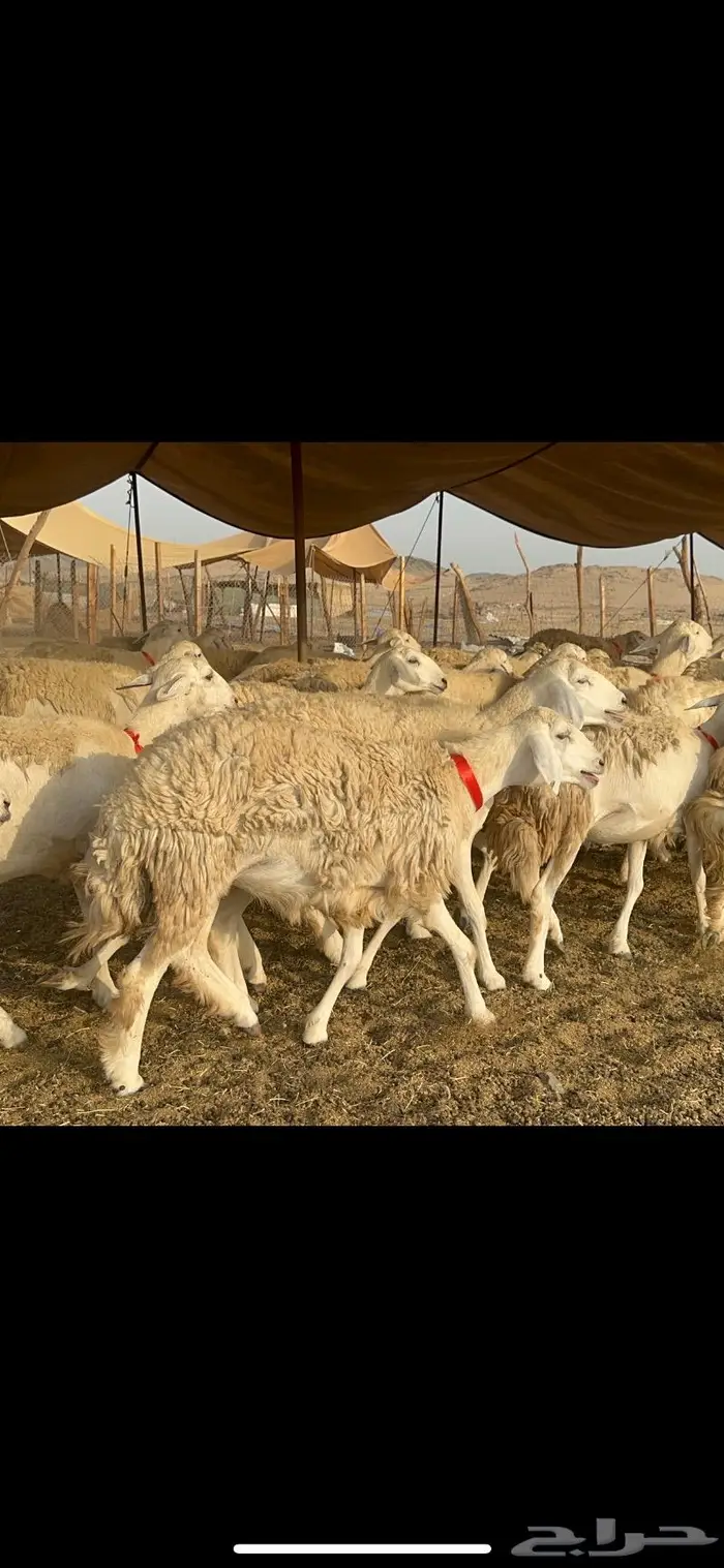 غنم حرية صنف حررش قطعه وحده 38 11