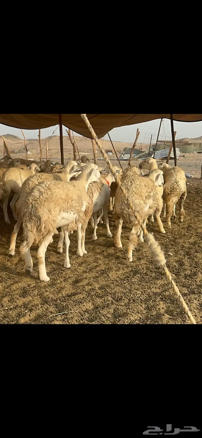 غنم حرية صنف حررش قطعه وحده 38 12