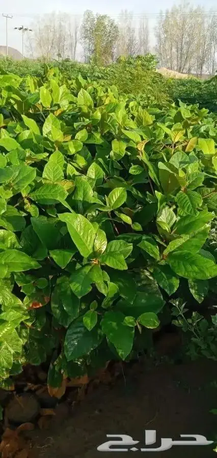 شتلات بسعر مغري 5000 شتله ب ريال و30 هلله 1