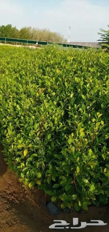 شتلات بسعر مغري 5000 شتله ب ريال و30 هلله 2