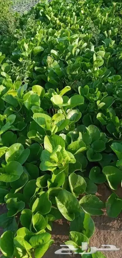 شتلات بسعر مغري 5000 شتله ب ريال و30 هلله 3