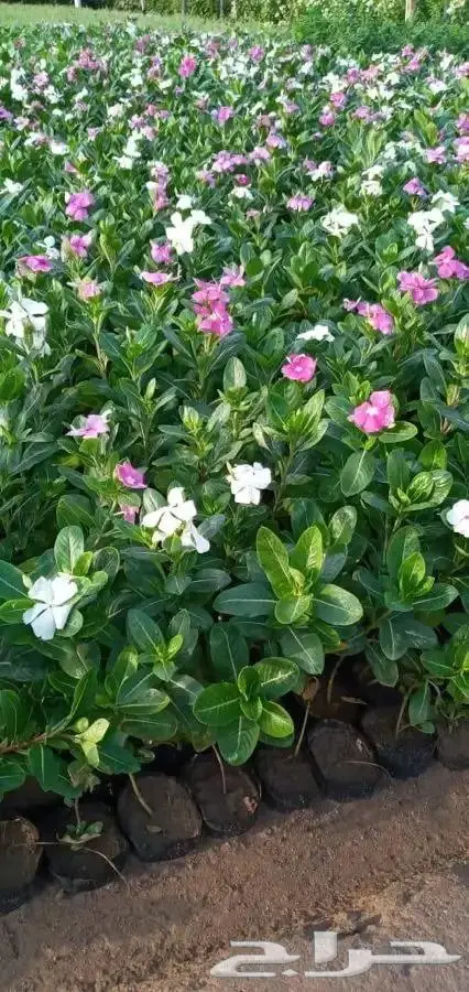 شتلات بسعر مغري 5000 شتله ب ريال و30 هلله 14