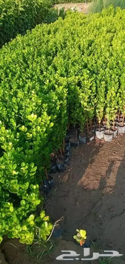شتلات بسعر مغري 5000 شتله ب ريال و30 هلله 15