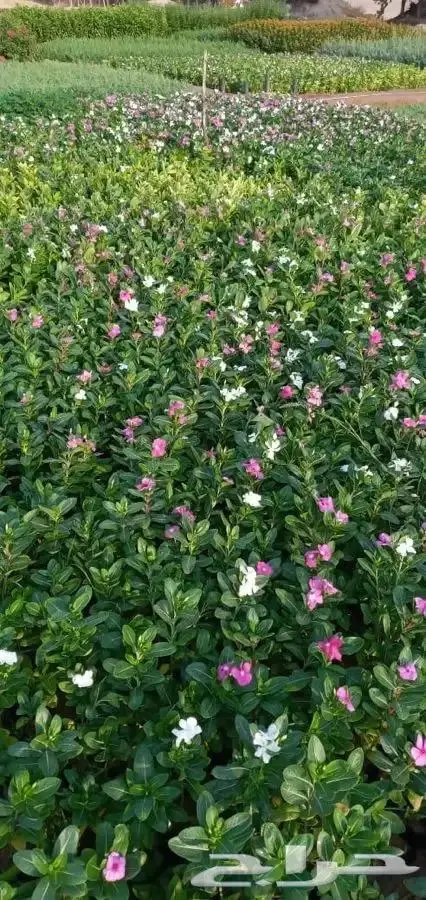 شتلات بسعر مغري 5000 شتله ب ريال و30 هلله 18