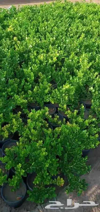 شتلات بسعر مغري 5000 شتله ب ريال و30 هلله 23